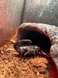 Image result for Enneapogon pretoriensis