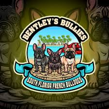 Most of our dogs also carry color(s). Bentley S Bullies South Florida French Bulldogs Dog Breeder In Boca Raton