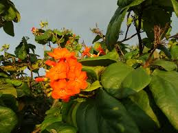 Image result for Cordia millenii