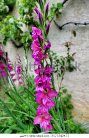 Image result for Gladiolus zambesiacus