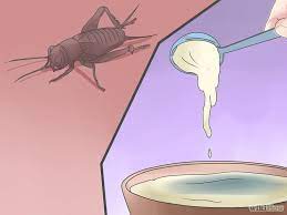 Add to this a few drops of dish washer, which acts as a sticky agent. How To Get Rid Of Crickets Getting Rid Of Crickets Cricket Cricket Trap