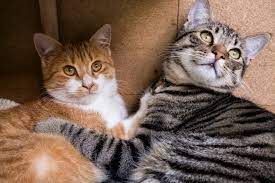 Color Patterns Of Tabby Cats Lovetoknow