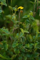 Image result for Anisopappus chinensis