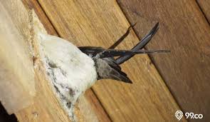 Dikenal dengan sebutan pacifik swallow memiliki ukuran panjang tubuh sekitar 14 cm. 5 Tips Jitu Memulai Binis Sarang Burung Walet Untungnya Besar Banget