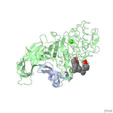 Image result for Lipase