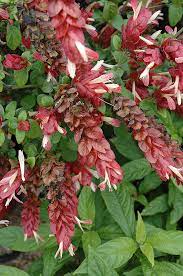Check spelling or type a new query. Shrimp Plant Justicia Brandegeana In Houston Texas Tx At Buchanan S Native Plants