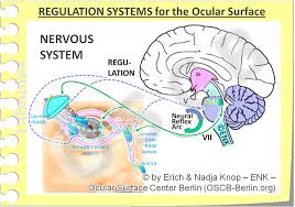 The somatic, or voluntary, component; Nervous System Blink And Pain Ocular Surface Center Berlin