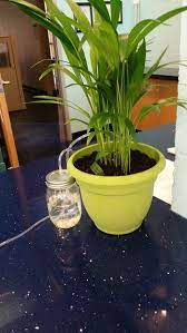 Indoor Automatic Plant Watering System Plant Watering System Self Watering Plants Plants