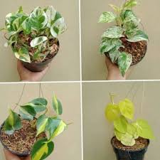 Tanaman hias gantung daun yang berbentuk hati dan hampir menyerupai sirih ini lebih akrab disebut dengan sirih belanda. Paket 4 Jenis Tanaman Hias Gantung Shopee Indonesia