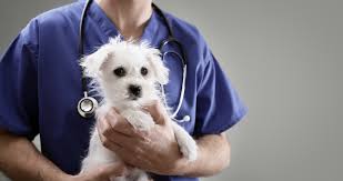What makes it different from competitors? American Pet Insurance Company Review For 2020 Coverage Quotes
