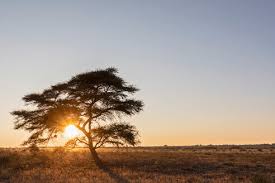 Umbrella thorn acacia (acacia tortilis). Africa Botswana Central Kalahari Game Reserve Umbrella Thorn Acacia Acacia Tortilis At Sunrise Stockphoto