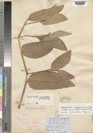 Image result for Marantochloa congensis