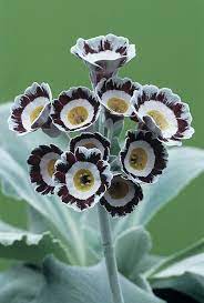 I may have to buy a few more for friends. Show Auricula Star Wars No 1 Flowers Photograph By Archie Young