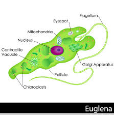 euglena cell parts biology101 study guide teaching