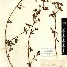 Image result for Smithia erubescens