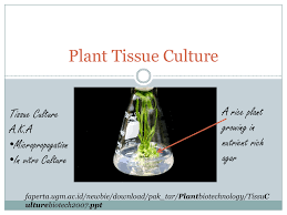 Check spelling or type a new query. Plant Tissue Culture