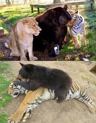 Pin By Noahs Ark On Around The Net Animals Friendship Unlikely Animal Friends Funny Animals