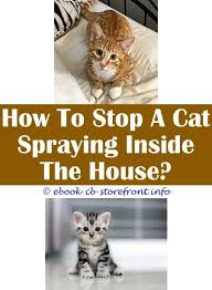 Cats are curious about everything except citrus fruits. 17 Heavenly Stop Male Cats Spraying After Being Neutered