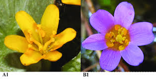 Image result for Cabombaceae