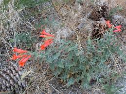 Image result for Epilobium salignum