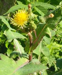 Image result for Sonchus oleraceus