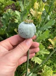 I'm posting these pics of the family of Frantisek & Marie Mazour in  response to Jim Mazour's earlier post of some of his family. Frantisek &  Marie & their family settled in