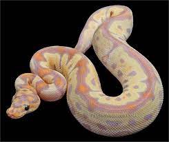 Pythonregius Com Constrictors Unlimited Pet Snake Cute Snake Cute Reptiles