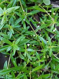 Image result for Oldenlandia corymbosa