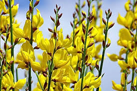 Image result for Spartium