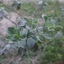 Image result for Atriplex halimus