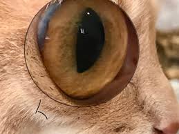 Iridology For Cats And Dogs Alkalize Detoxify And