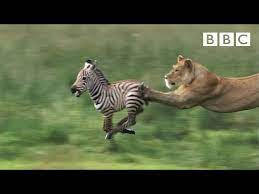 Where are zebras generally found?. Zebra Guide Species Facts Where They Live Migration Discover Wildlife