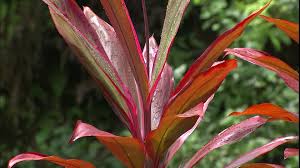 Découvrez, identifiez, apprenez à cultiver les plantes à fleurs rouges. Plante Feuille Rouge Map Titecampagne