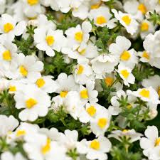 Image result for Nesaea ramosa