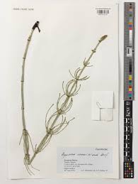 Image result for Equisetum ramosissimum
