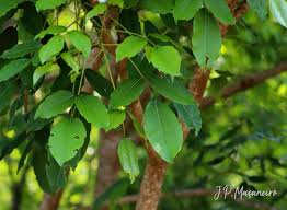 Image result for Erythrina falcata