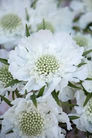 Pin On White Flowers
