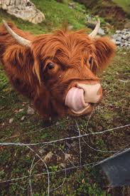 We did not find results for: Baby Highland Cow Jo Taylor Flickr