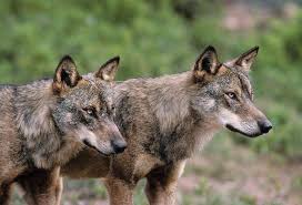 Wolves are the largest members of the canid family. Wolves For Sale