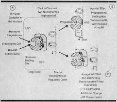 Binds to androgen receptor, competing with dihydrotestosterone (i.e. Https Jamanetwork Com Journals Jama Articlepdf 378851 Jama 262 13 039 Pdf