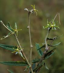 Image result for Fockea angustifolia