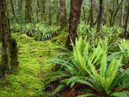 Farne Im Regenwald Regenwald Pflanzen Regenwalder Farn