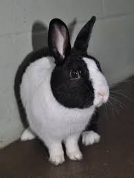 135 18m Becks Dutch Rabbit Aged 1 Year 2 Months Cute Baby Bunnies Dutch Rabbit Cute Hamsters