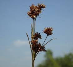 Image result for Rhynchospora gracillima