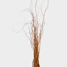 Curly Willow Tips Wholesale Blooms By The Box