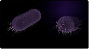 Image result for Typhoid Fever