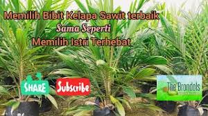 Bibit kelapa sawit yang liar ini sering kali di ambil oleh orang yang tidak mau mengeluarkan biaya untuk membeli bibit yang unggul. Memilih Bibit Sawit Terbaik Memilih Istri Terhebat Youtube