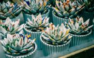 Using grow lights during the winter can help keep your succulents looking their best. Best Grow Lights For Succulents 2020 Reviews