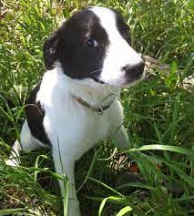Sadie The Border Collie Mix Border Collie Mix Border Collie Border Collie Mix Puppies