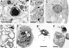 Check spelling or type a new query. Programmed Cell Death In Animal Development Cell